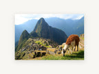 Llama Above the Citadel, llama grazing above mountain ruins photograph, landscape canvas wall art print, front view