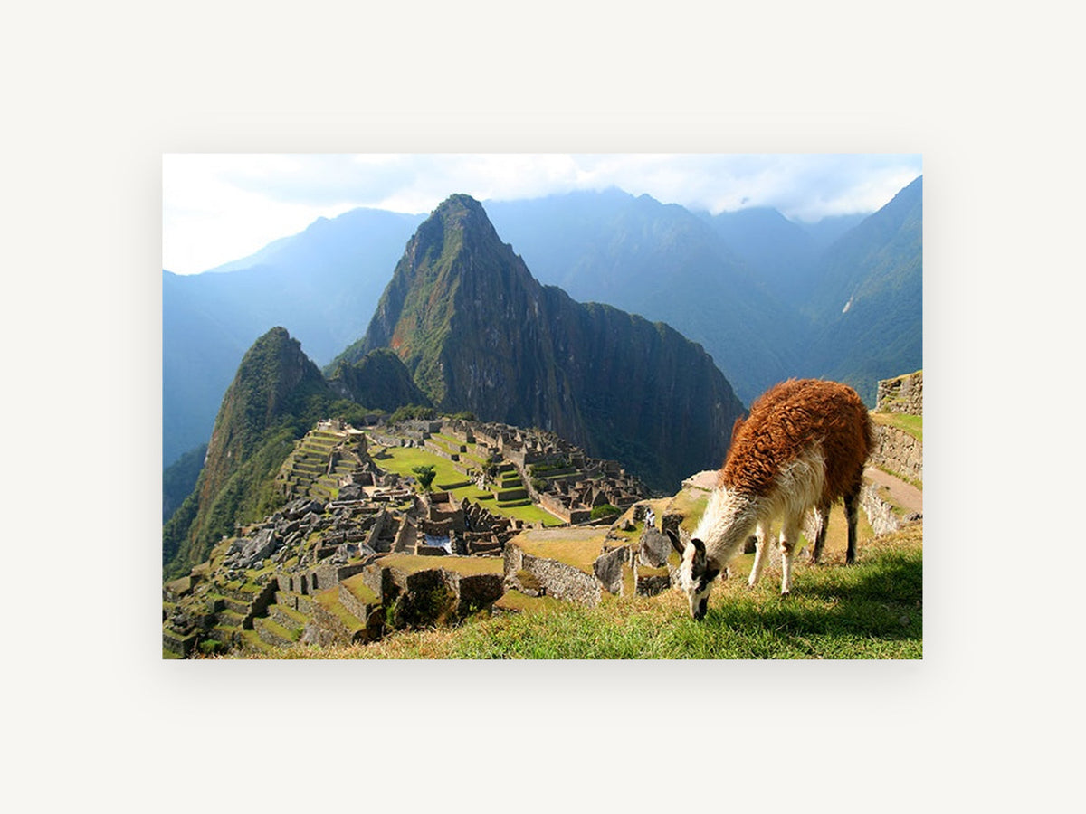 Llama Above the Citadel, llama grazing above mountain ruins photograph, landscape canvas wall art print, front view