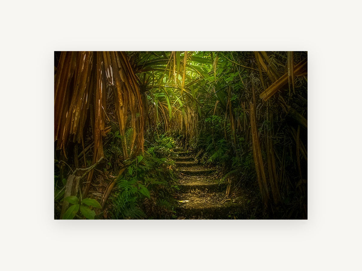 Lantern Jungle Steps, jungle path stone steps photograph, landscape canvas wall art print, front view