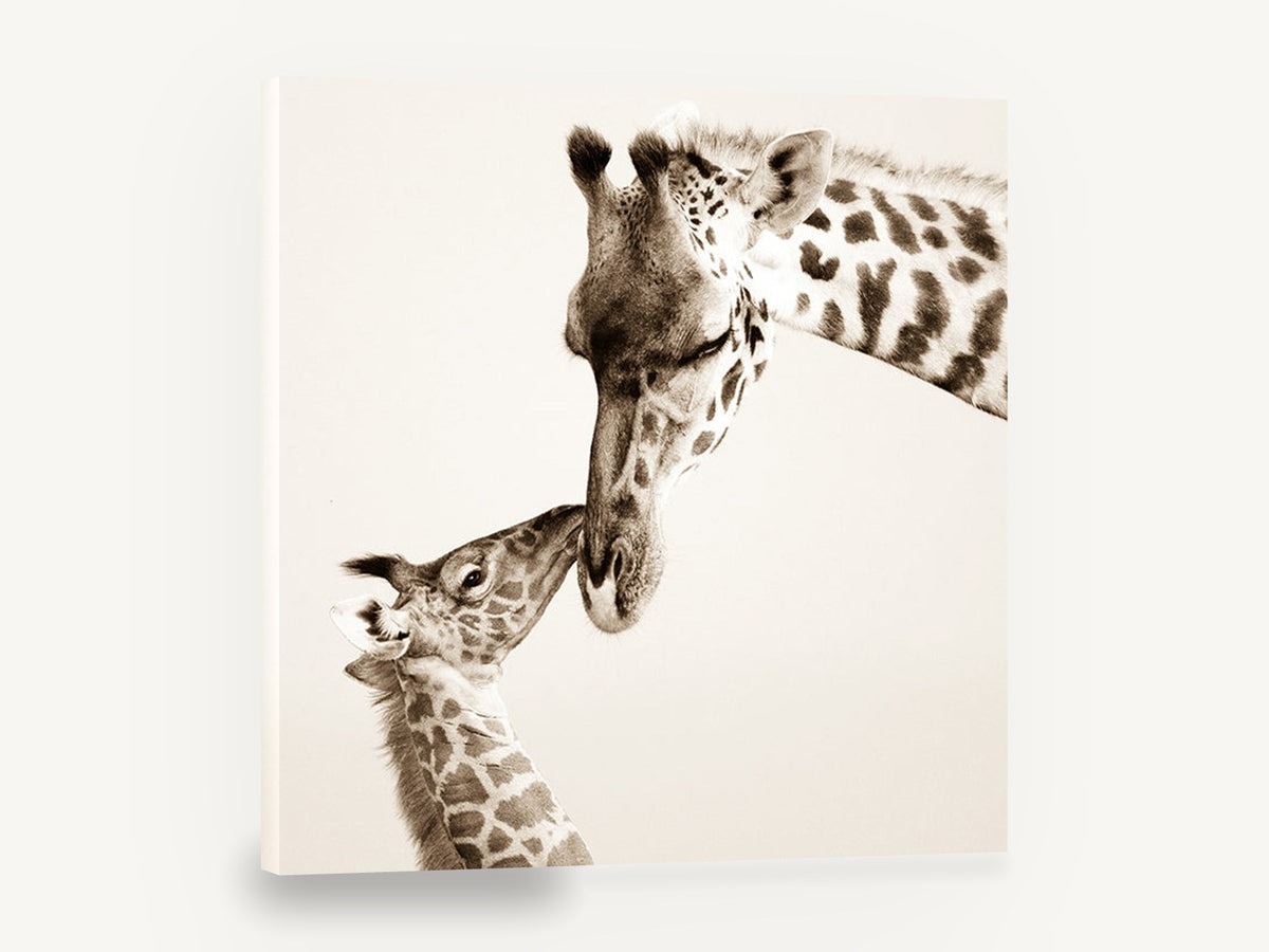 Giraffe Nuzzle, giraffe and calf sepia photograph, animal canvas wall art print ready to hang