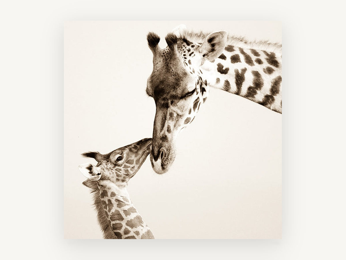 Giraffe Nuzzle, giraffe and calf sepia photograph, animal canvas wall art print, front view