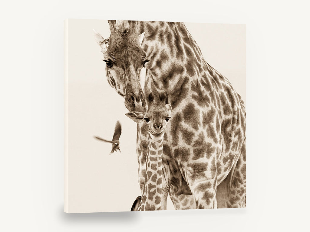 Giraffe Mother and Calf, sepia giraffe mother and calf photograph, animal canvas wall art print ready to hang