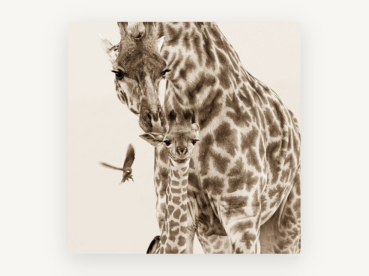 Giraffe Mother and Calf, sepia giraffe mother and calf photograph, animal canvas wall art print, front view