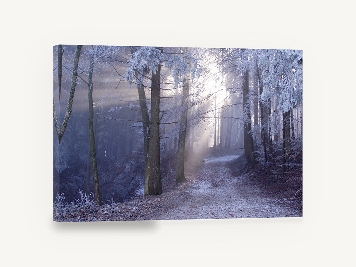 Frosted Forest Light, frosty forest path sunbeam photograph, landscape canvas wall art print ready to hang