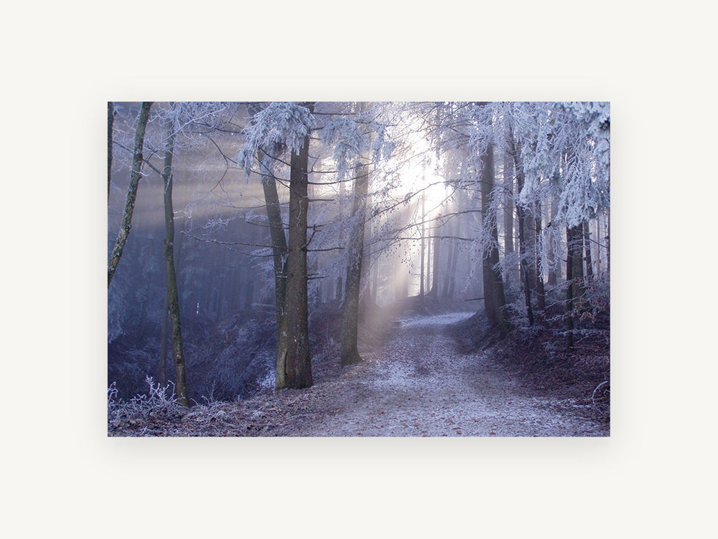 Frosted Forest Light, frosty forest path sunbeam photograph, landscape canvas wall art print, front view