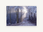 Frosted Forest Light, frosty forest path sunbeam photograph, landscape canvas wall art print, front view
