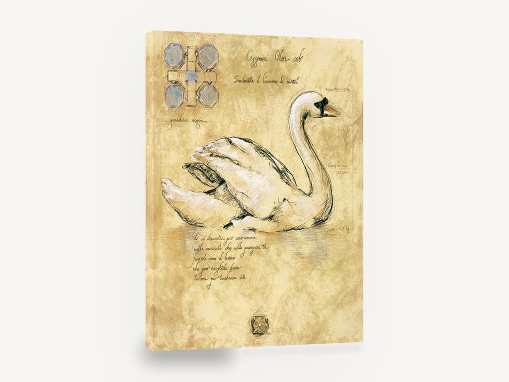 Swan Study Sketch, vintage swan study natural history, stretched canvas wall art print ready to hang