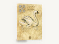 Swan Study Sketch, vintage swan study natural history, stretched canvas wall art print ready to hang
