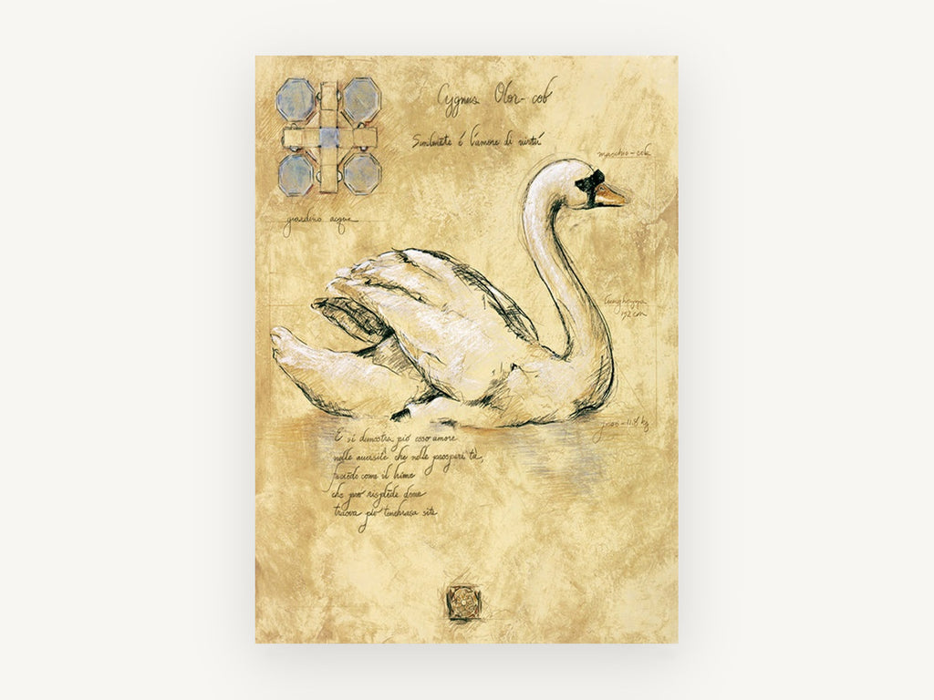Swan Study Sketch, vintage canvas wall art print, front view