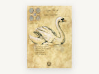 Swan Study Sketch, vintage canvas wall art print, front view