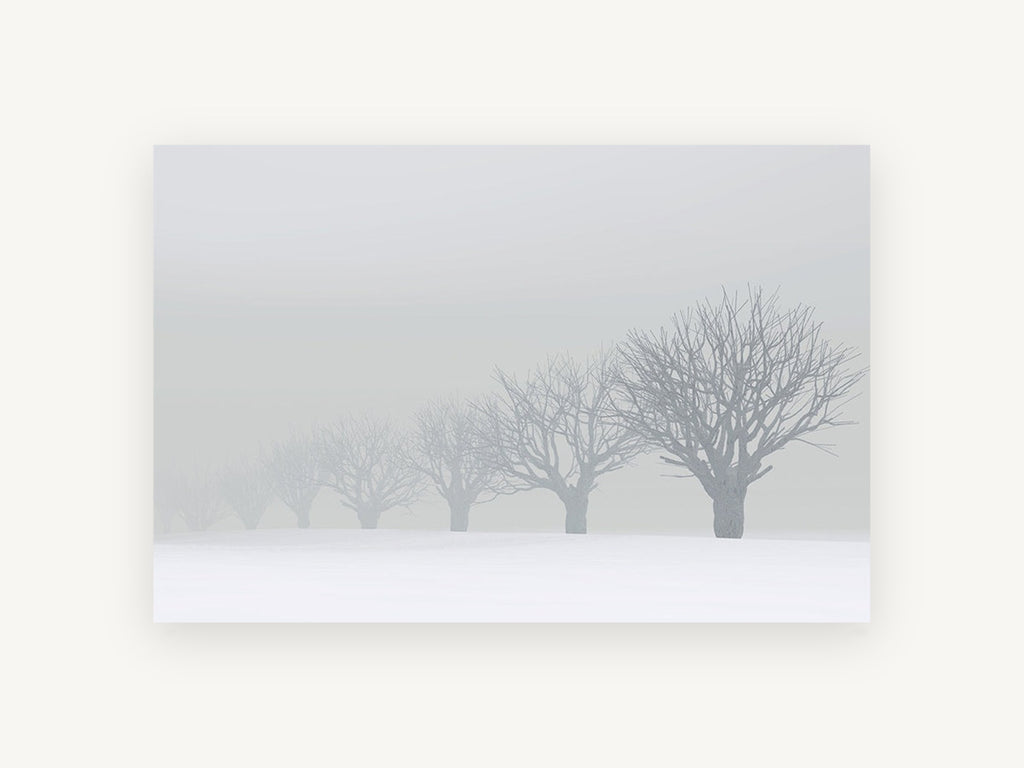 Fading Winter Orchard, foggy snow tree row photograph, landscape canvas wall art print, front view