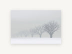 Fading Winter Orchard, foggy snow tree row photograph, landscape canvas wall art print, front view