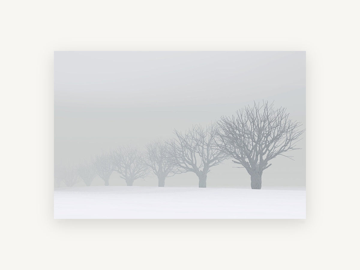 Fading Winter Orchard, foggy snow tree row photograph, landscape canvas wall art print, front view