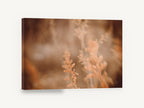 Amber Grass Haze, soft focus wild grass photograph, floral canvas wall art print ready to hang