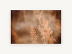 Amber Grass Haze, floral canvas wall art print, front view