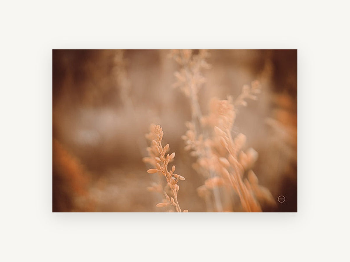 Amber Grass Haze, floral canvas wall art print, front view