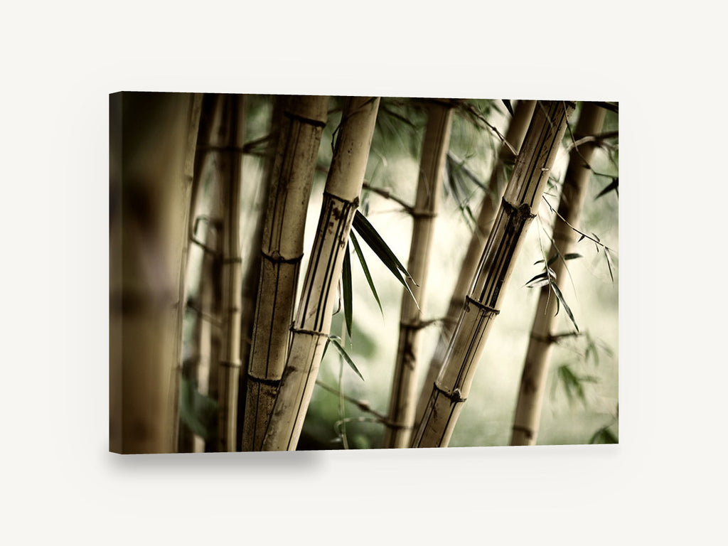 Bamboo Grove Glow, bamboo stalks close up photograph, landscape canvas wall art print ready to hang
