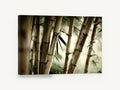 Bamboo Grove Glow, bamboo stalks close up photograph, landscape canvas wall art print ready to hang