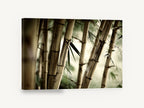 Bamboo Grove Glow, bamboo stalks close up photograph, landscape canvas wall art print ready to hang