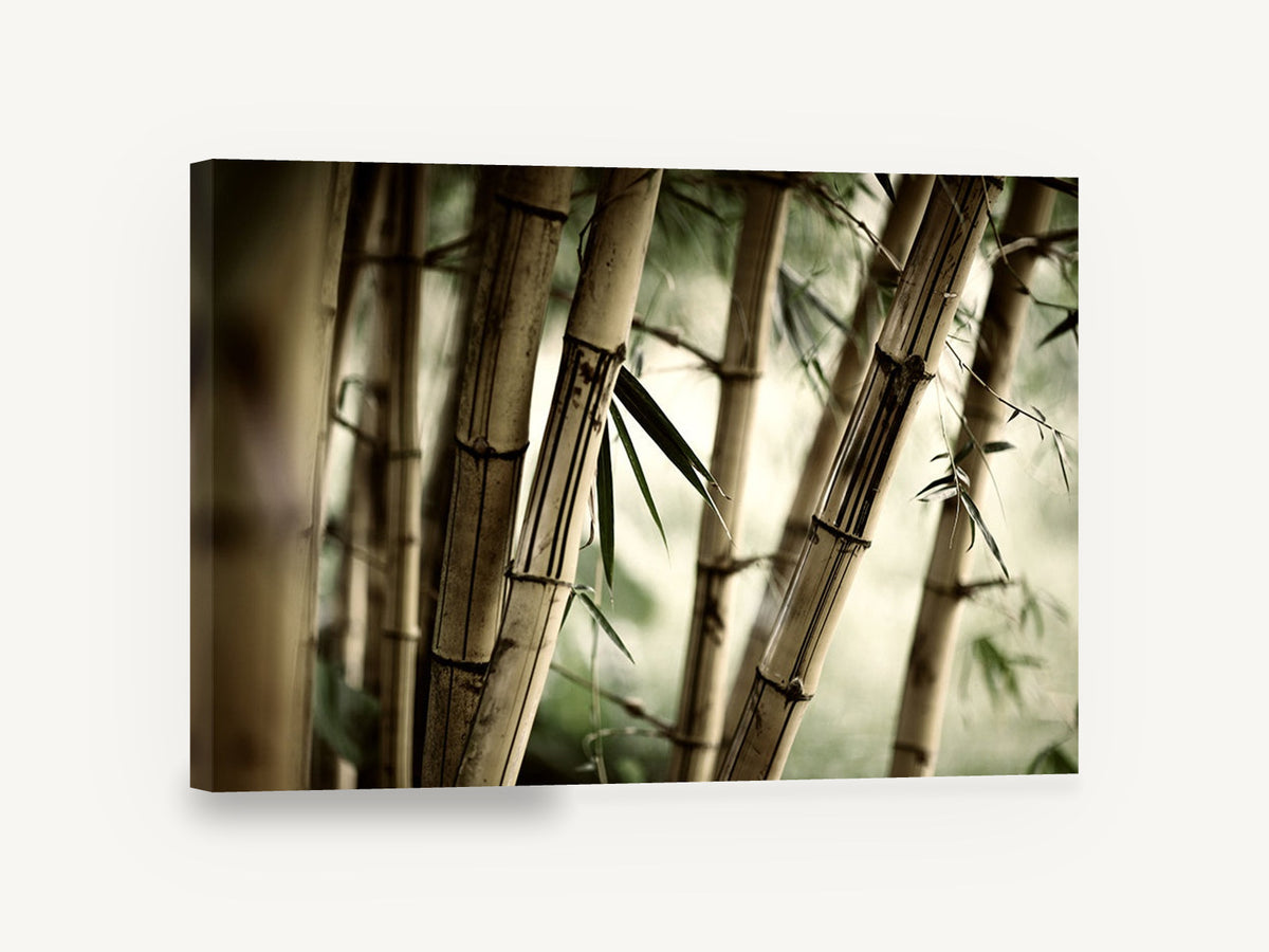 Bamboo Grove Glow, bamboo stalks close up photograph, landscape canvas wall art print ready to hang