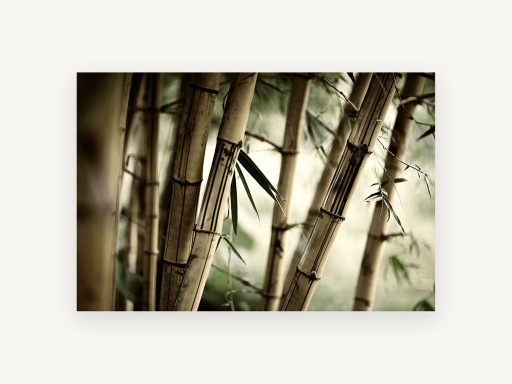 Bamboo Grove Glow, bamboo stalks close up photograph, landscape canvas wall art print, front view