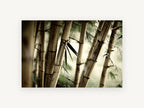 Bamboo Grove Glow, bamboo stalks close up photograph, landscape canvas wall art print, front view