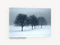 Winter Fog Row, bare trees in snow and fog photograph, landscape canvas wall art print ready to hang
