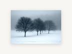 Winter Fog Row, bare trees in snow and fog photograph, landscape canvas wall art print, front view