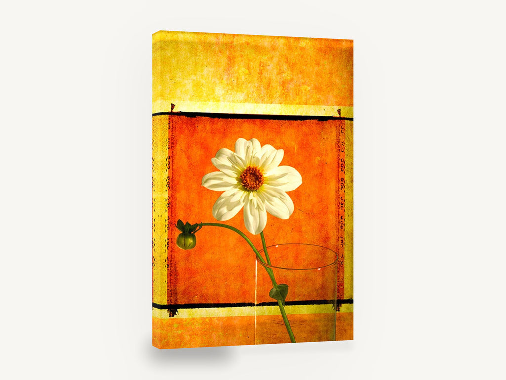 White Dahlia Sunburst, white dahlia in glass orange textured, floral canvas wall art print ready to hang