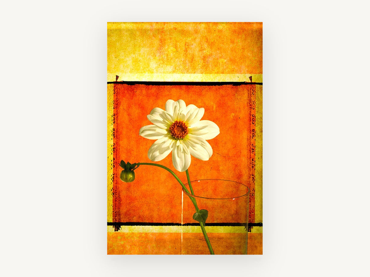 White Dahlia Sunburst, floral canvas wall art print, front view