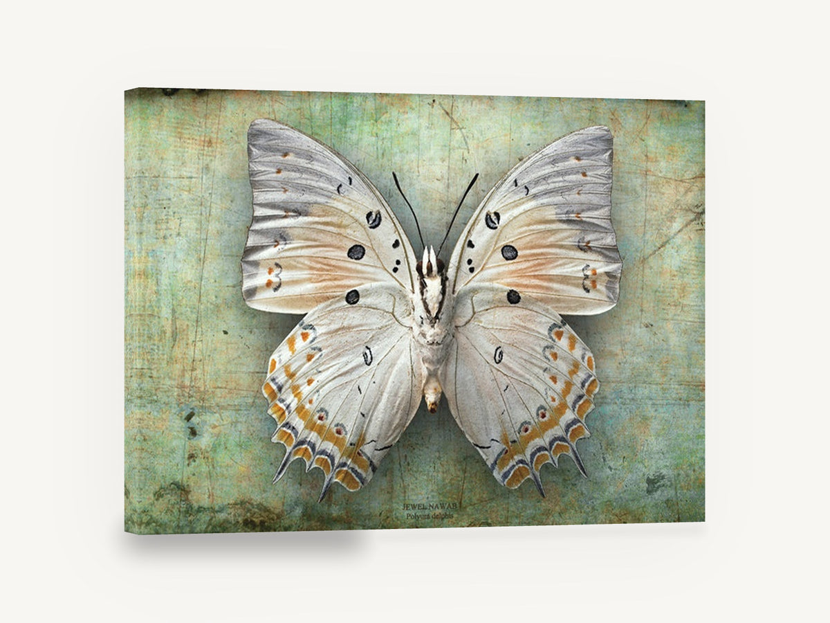 Pale Jewel Butterfly, cream butterfly specimen photograph, animal canvas wall art print ready to hang
