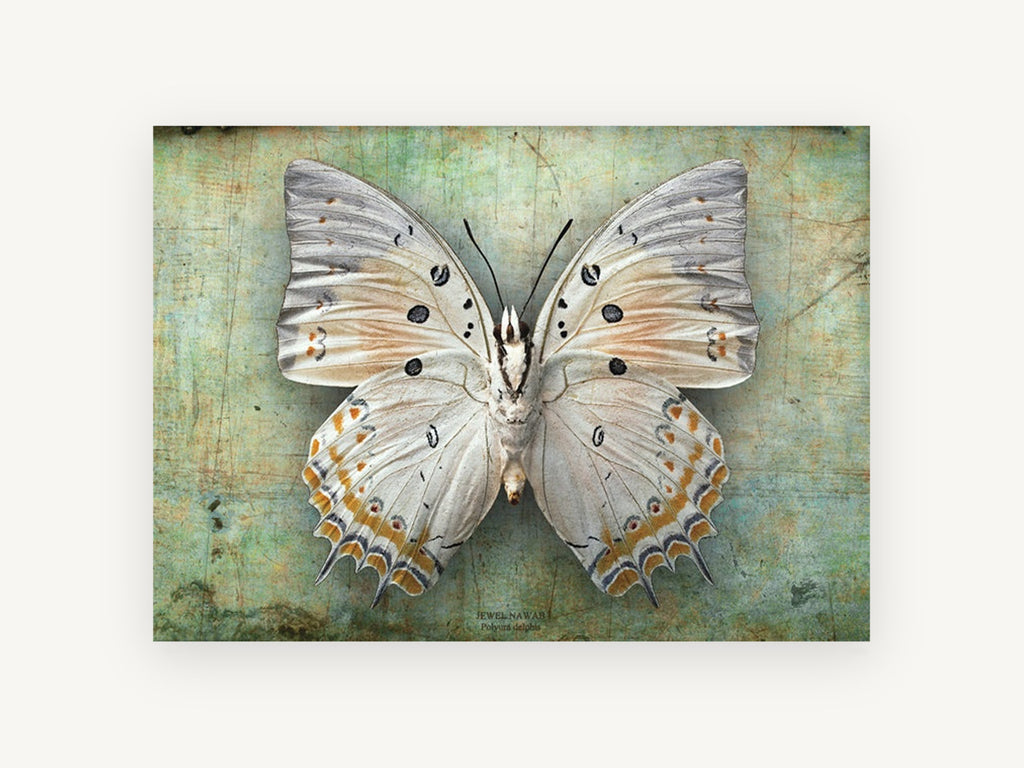 Pale Jewel Butterfly, cream butterfly specimen photograph, animal canvas wall art print, front view