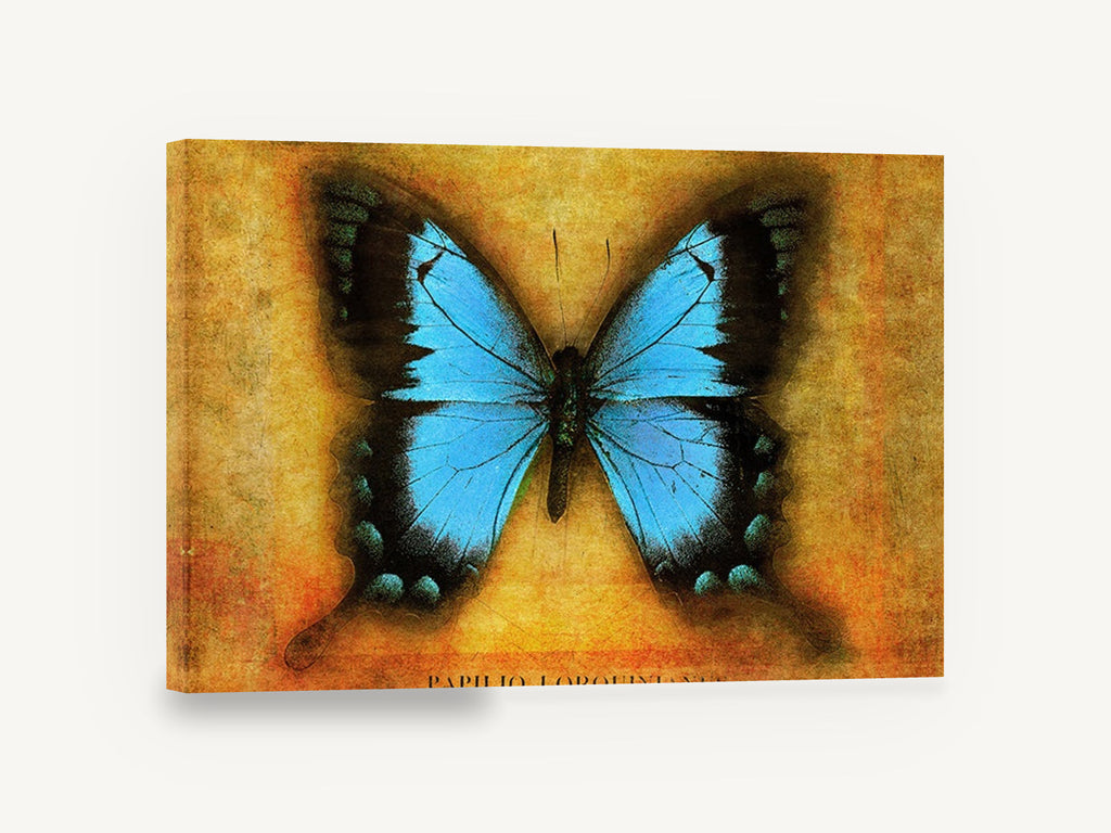 Blue Swallowtail on Amber, blue butterfly vintage illustration, animal canvas wall art print ready to hang