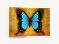 Blue Swallowtail on Amber, blue butterfly vintage illustration, animal canvas wall art print ready to hang