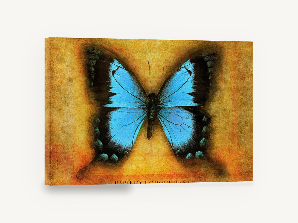 Blue Swallowtail on Amber, blue butterfly vintage illustration, animal canvas wall art print ready to hang