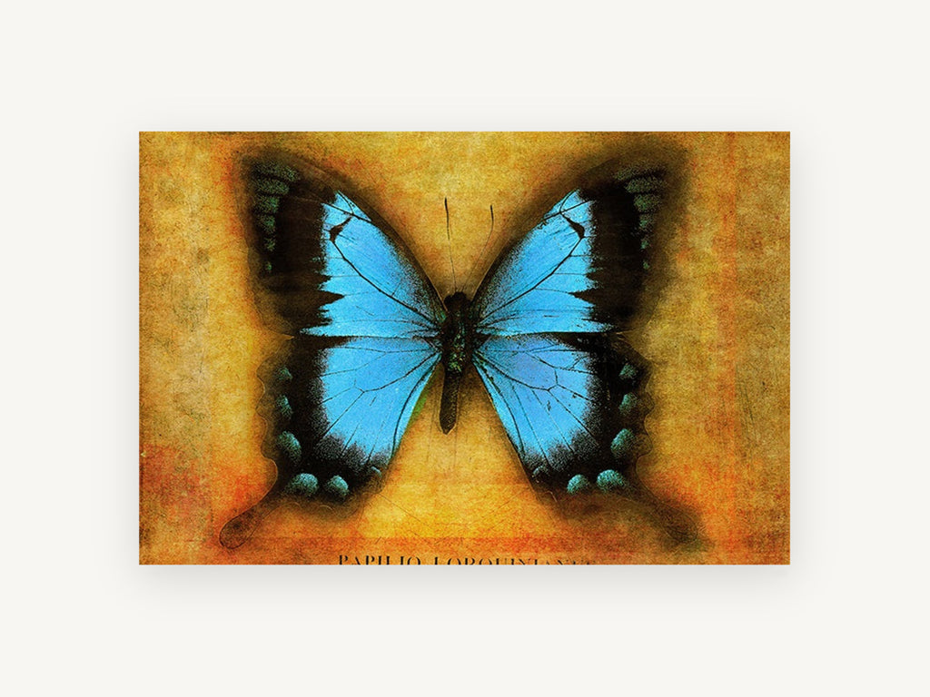 Blue Swallowtail on Amber, blue butterfly vintage illustration, animal canvas wall art print, front view