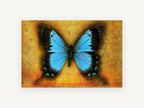 Blue Swallowtail on Amber, blue butterfly vintage illustration, animal canvas wall art print, front view