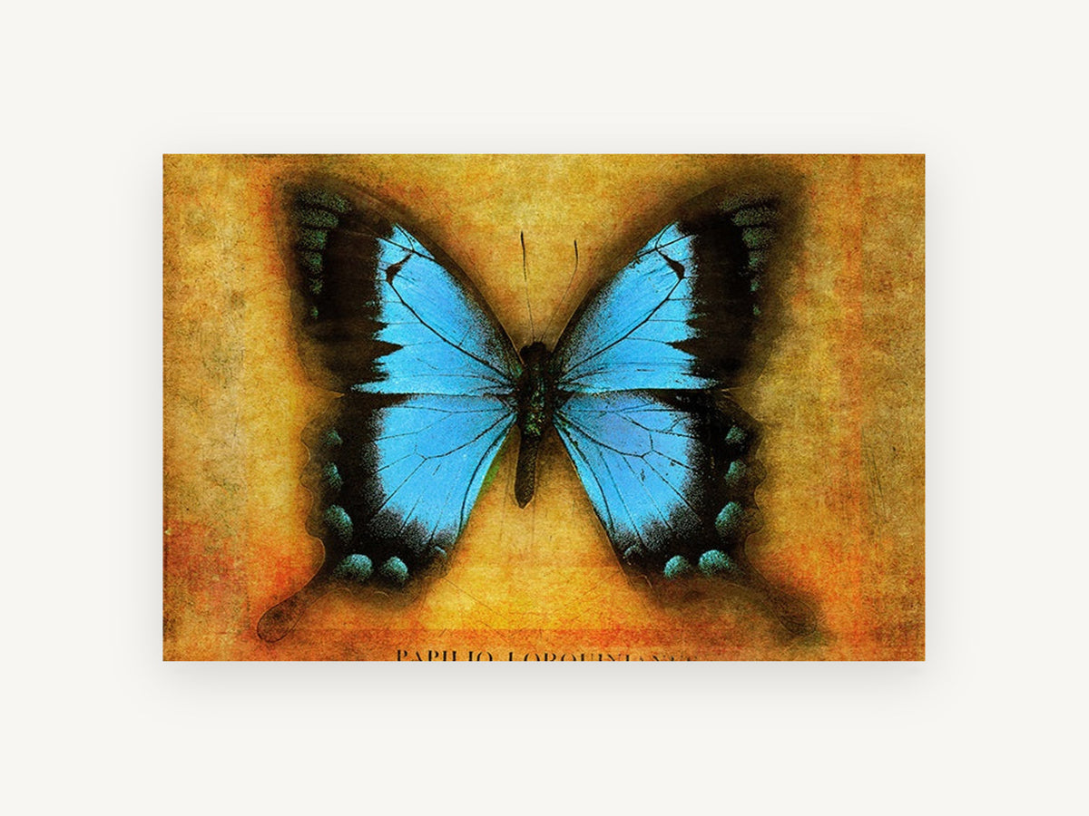 Blue Swallowtail on Amber, blue butterfly vintage illustration, animal canvas wall art print, front view