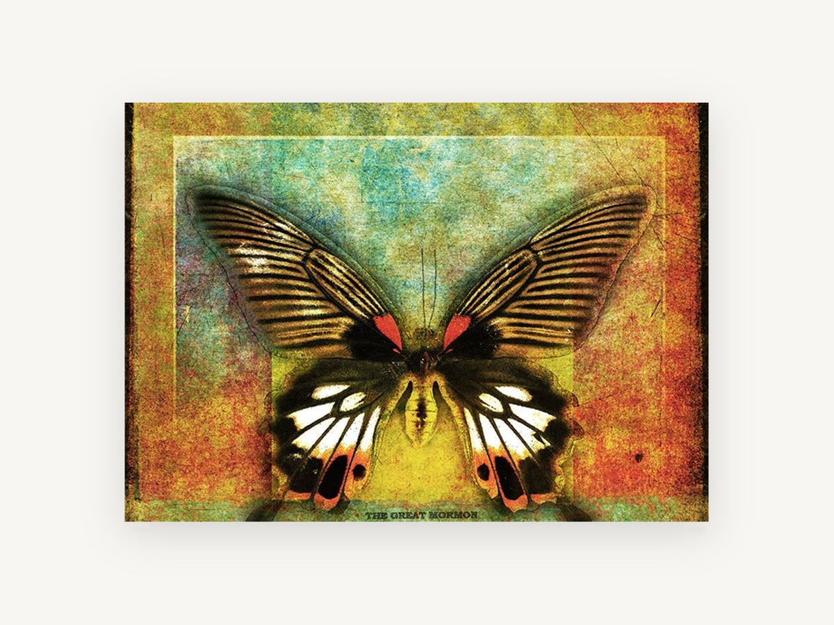 Mormon Butterfly Textured Panel, great mormon butterfly textured illustration, animal canvas wall art print, front view