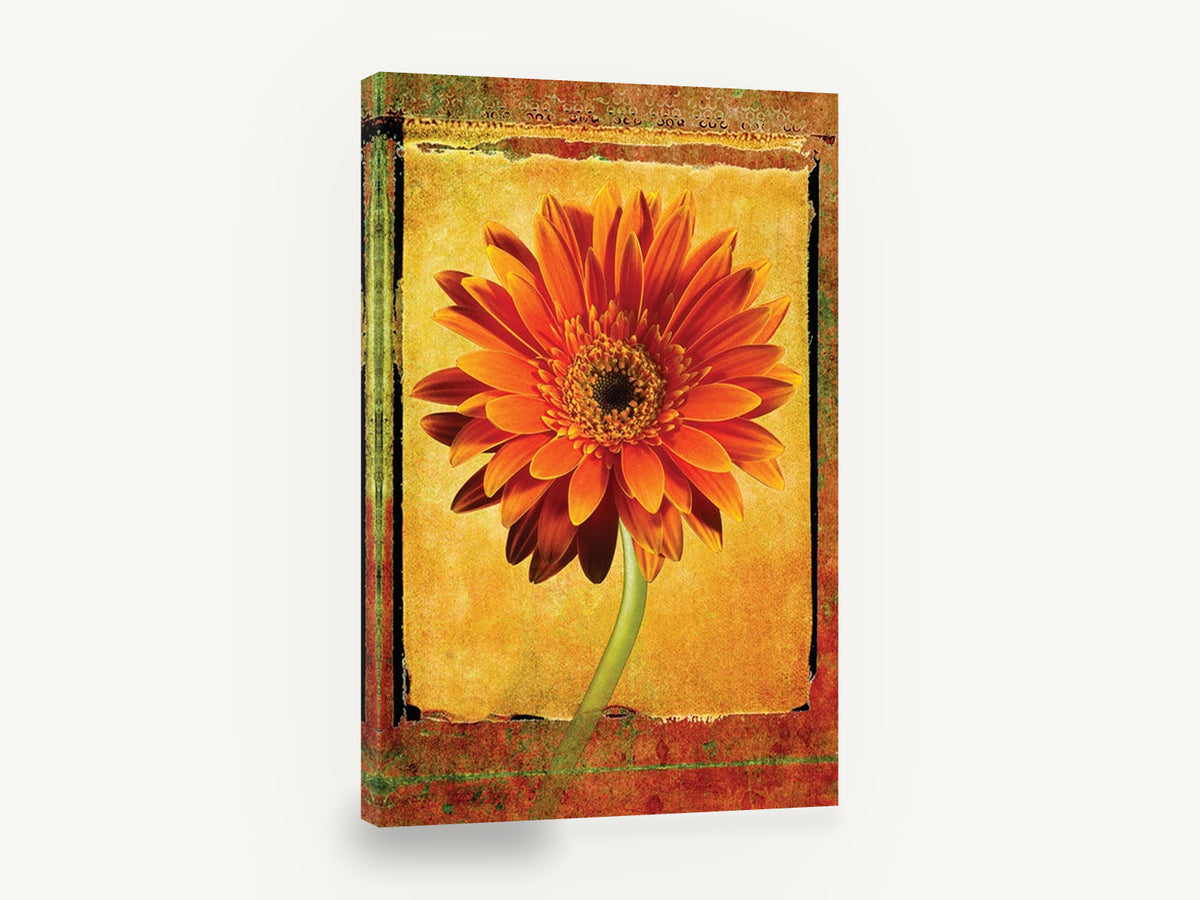Orange Gerbera Frame, orange gerbera daisy textured floral, floral canvas wall art print ready to hang
