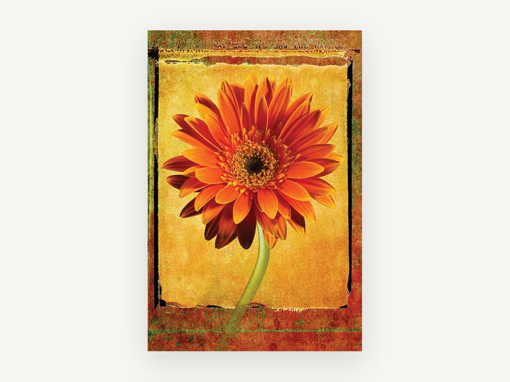 Orange Gerbera Frame, floral canvas wall art print, front view
