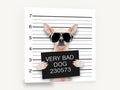 Very Bad Dog Lineup, chihuahua mugshot humour photograph, animal canvas wall art print ready to hang