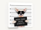 Very Bad Dog Lineup, chihuahua mugshot humour photograph, animal canvas wall art print ready to hang