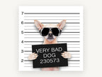 Very Bad Dog Lineup, chihuahua mugshot humour photograph, animal canvas wall art print, front view