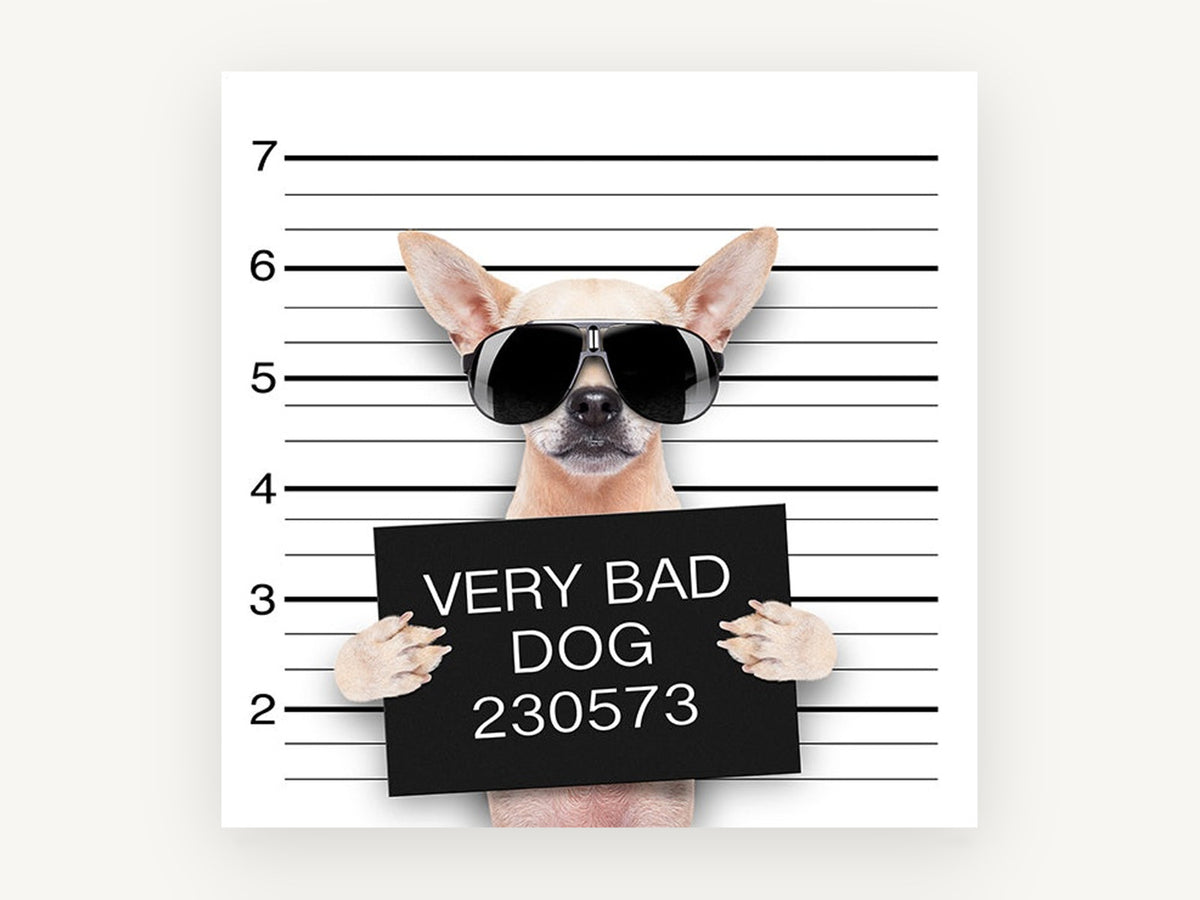 Very Bad Dog Lineup, chihuahua mugshot humour photograph, animal canvas wall art print, front view