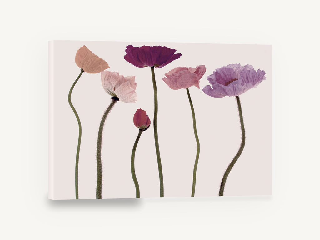 Poppy Row in Blush, pink purple poppies floral photograph, floral canvas wall art print ready to hang