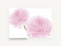 Soft Pink Pompom Pair, pink dahlia flowers photograph white background, floral canvas wall art print ready to hang