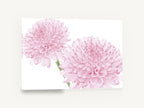 Soft Pink Pompom Pair, pink dahlia flowers photograph white background, floral canvas wall art print ready to hang