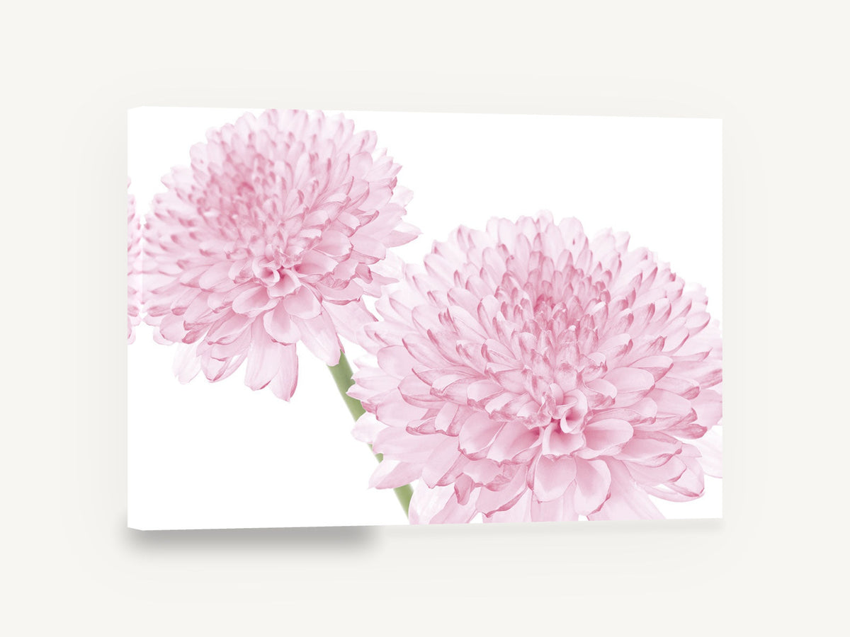Soft Pink Pompom Pair, pink dahlia flowers photograph white background, floral canvas wall art print ready to hang