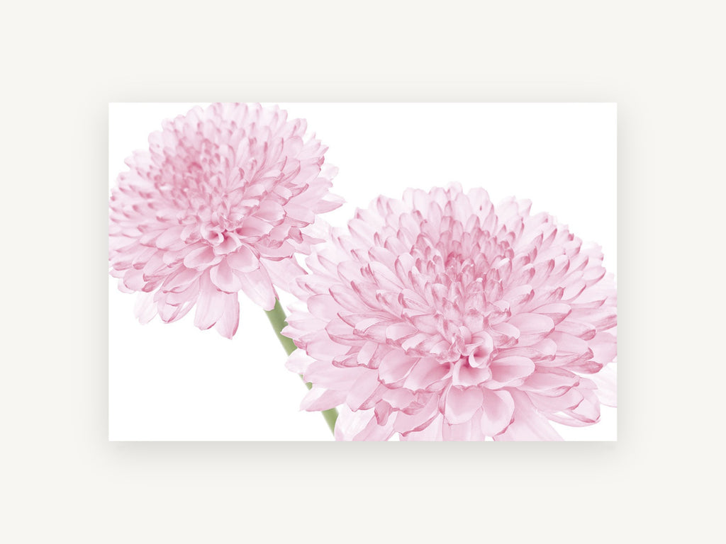 Soft Pink Pompom Pair, floral canvas wall art print, front view